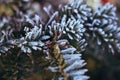 Frozen and covered with frost pine tree branch on an early winter morning, close up view Royalty Free Stock Photo