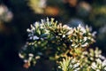 Frozen and covered with frost pine tree branch on an early winter morning, close up view Royalty Free Stock Photo