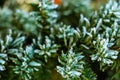 Frozen and covered with frost pine tree branch on an early winter morning, close up view Royalty Free Stock Photo