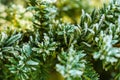 Frozen and covered with frost pine tree branch on an early winter morning, close up view Royalty Free Stock Photo