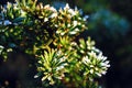 Frozen and covered with frost pine tree branch on an early winter morning, close up view Royalty Free Stock Photo