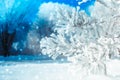 Frozen covered with snow and frost tree branch Royalty Free Stock Photo