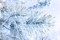 Frozen covered with snow and frost tree branch