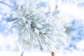 Frozen covered with snow and frost tree branch Royalty Free Stock Photo