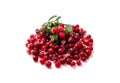 Frozen Cowberry, Iced Lingonberry