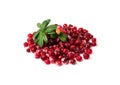 Frozen Cowberry, Iced Lingonberry