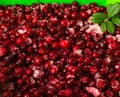 Frozen Cowberry, Iced Lingonberry