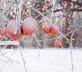 Frozen crab apples