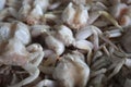 Frozen crab, Close up fresh crab Royalty Free Stock Photo