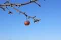 Frozen Crabapple Tree