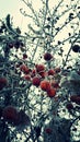 Frozen crabapples