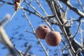 Frozen Crabapples Tree