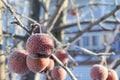 Frozen Crabapples Tree Royalty Free Stock Photo