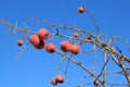 Frozen Crabapples Tree