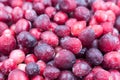 Frozen cranberry or mooseberry, bog-berry close up. Frozen product for cooking.