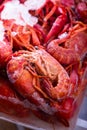 Frozen crayfish. Royalty Free Stock Photo
