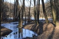 Frozen creek in a winter forest