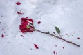 Frozen and crushed red rose in the cold snow on the road in winter