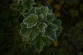 Frozen currant leaves in autumn garden