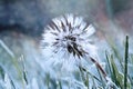 Frozen Dandelion Royalty Free Stock Photo