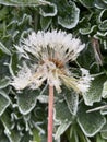 Frozen dandelion cotton Royalty Free Stock Photo