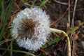 Frozen dandelion Royalty Free Stock Photo