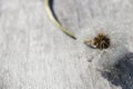 Frozen dandelion, looks like winter Royalty Free Stock Photo