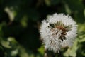 Frozen dandelion, looks like winter Royalty Free Stock Photo