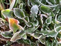 Frozen dandelion (Taraxacum officinale) leaves in macro view Royalty Free Stock Photo