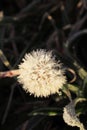 Frozen dandelion on a winter day Royalty Free Stock Photo