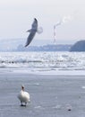 Frozen Danube river in Belgrade, Serbia