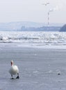 Frozen Danube river in Belgrade, Serbia