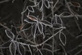 Frozen dark green leaves of Rhododendron rubropilosum Hayata Royalty Free Stock Photo