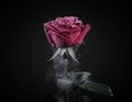 Frozen dark red rose isolated on black.