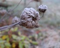 Frozen Daucus carota, whose common names include wild carrot, bird`s nest, bishop`s lace, and Queen Anne`s lace The