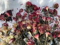 frozen dead roses in the snow Royalty Free Stock Photo