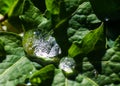 Frozen Dew Droplet Royalty Free Stock Photo