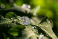 Frozen Dew Drops Royalty Free Stock Photo