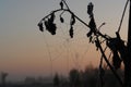 Frozen dew drops on the cobweb at dawn. A diamond-shaped spider web between the birch branches on a frosty autumn morning