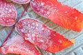 Frozen dew drops on rowan leaves, frost texture, selective focus Royalty Free Stock Photo