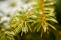 Frozen dew on pine leaves