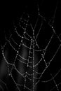 Frozen Dew Spider Web Royalty Free Stock Photo