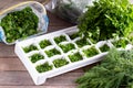 Frozen dill cubes in molds for ice cubes