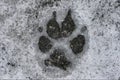 Frozen dog paw footprint in the snow Royalty Free Stock Photo