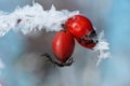 Frozen dog rose, close up, in winter, frost Royalty Free Stock Photo