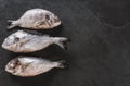 Frozen dorado or sea bream on slate stone background. Seafood, top view