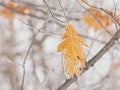 Frozen dried brown oak leaf
