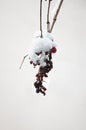 Frozen and dried grape vine covered with snow close up winter composition