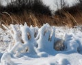 Frozen dried grass vegetations covered with thick layer of hoar frost and white snow on a sunny winter