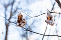 frozen dried leaves close-up in forest in spring